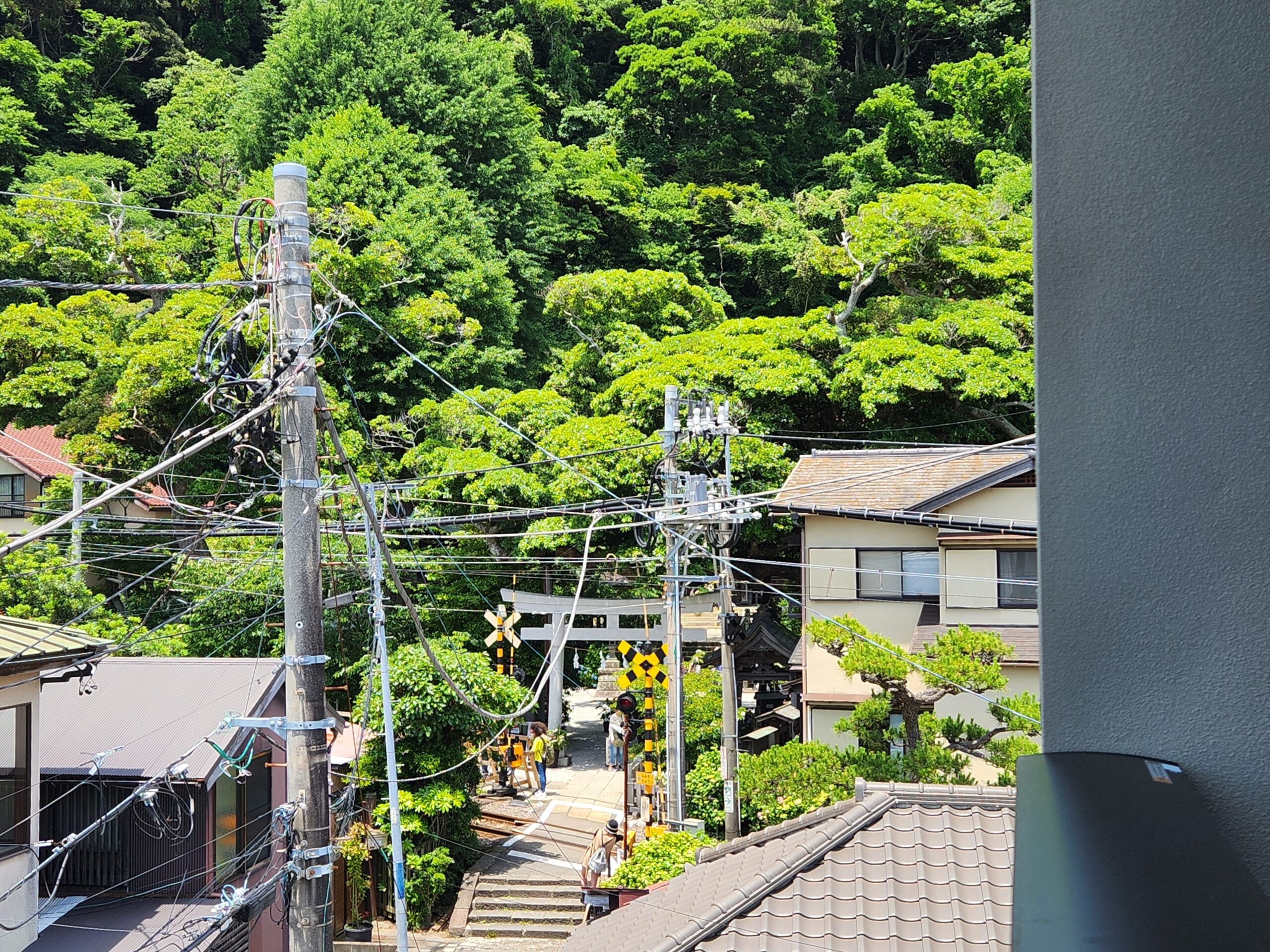 御霊神社と緑  江ノ電も見れます